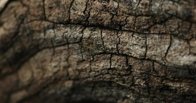Close-Up of Cracked and Weathered Tree Bark