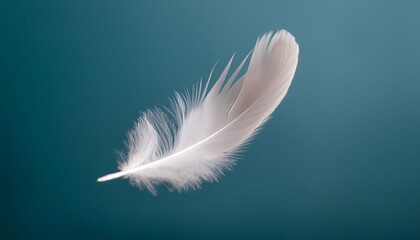 Obraz premium white feather on blue background