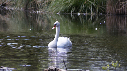 ETANG DE CELAC ; QUESTEMBERT (56)