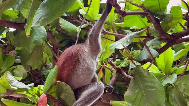 a Red Colobus Monkey, sits in a tree and eats freshly picked leaves with one hand while holding on to a branch with the other hand and looking around - 4k video footage