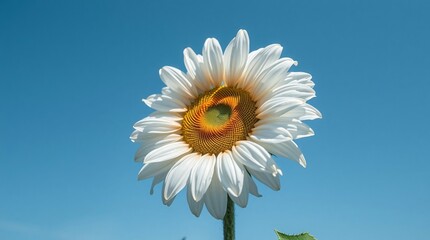 daisy against blue sky