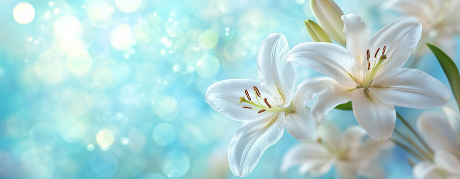 白百合 Images – Browse 740 Stock Photos, Vectors, and Video