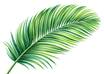 Obraz premium palm leaf isolated on white background