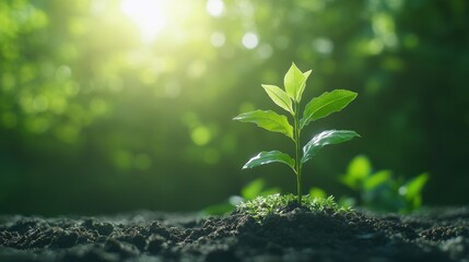 Close Up of a Tiny Green Sprout Growing from Dark Soil with Sunlit Blurred Green Foliage in Background