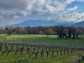 Vineyard in Early Spring with Mountain Backdrop
