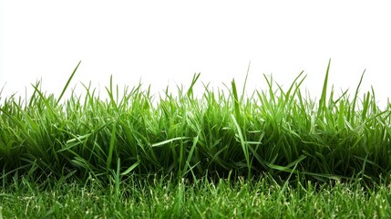 Fototapeta premium Lush Green Grass Lawn in Sunlight with Detailed Blades and Fresh Appearance Against Clean White Background