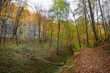 Obraz premium Picturesque autumn landscape. Forest with yellowed trees and fallen leaves. Rock in the autumn forest