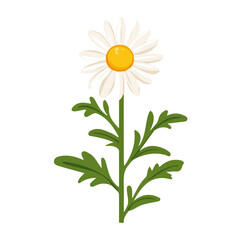 A Flat 2D illustration of a chamomile with leaf isolated on a white background, vector 2D design, icon, Simple flat 2d illustration art. eps format