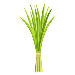 Simple flat 2D icon of the lemongrass branch, isolated on a transparent background, vector, flat design, animation design, clipart.