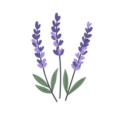 Naklejka premium A flat 2D icon of a lavender branch with purple flowers, designed in a simple style. Vector, transparent background, animation design, clipart. EPS