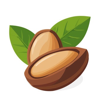 A flat 2D icon of a kola nut, designed in a simple style. Vector, transparent background, animation design, clipart. EPS