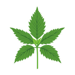 Flat 2D illustration of nettle icon isolated on a white background, ai, flat 2d design, EPS format on transparent background