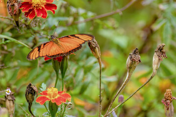A beautiful juno silverspot  butterfly feeding on a marigold flower at morning, in  a garden near...