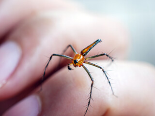 Close-up of a spider biting a hand.