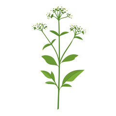 A Simple flat 2D illustration of valerian isolated on a white background, ai, flat 2d design, ideal for animation, UI/UX design, mobile apps, web design, digital illustrations