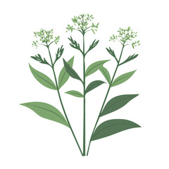 Flat 2D illustration of a valerian branch and flower isolated on a white background, vector 2D design, icon, Simple flat 2d illustration art. EPS format