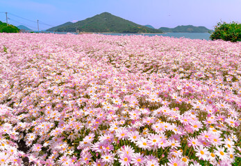 Fototapeta premium 日本の香川県にある浦島フラワーパークの