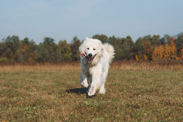 huge white Pyrenean Mountain Dog dashing in field outdoors in sunny day, tongue out, dogwalking concept