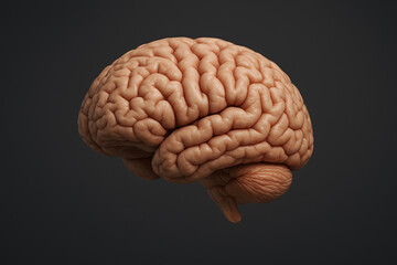 Human Brain: Anatomy and Structure