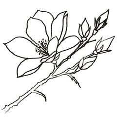 branch of a tree