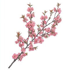 Fototapeta premium Cherry blossom branch blossoms flowers cherry.