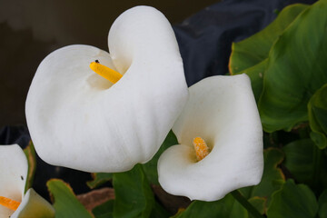 Natura