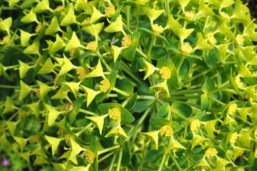 Natura