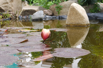 Natura