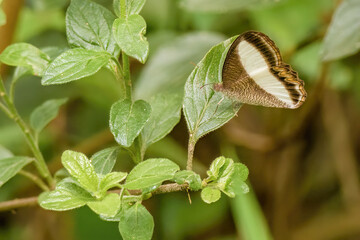 An exotic oressinoma typhla butterfly resting on a marmalade bush leaf, in a garden near the colonial town of Villa de Leyva in central Colombia.
