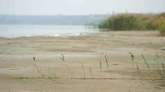 Young thin reed sprouts grows up from a sand at a firth shore