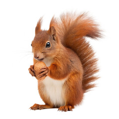 Obraz premium Squirrel.