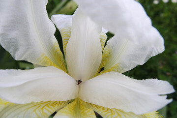 Natura