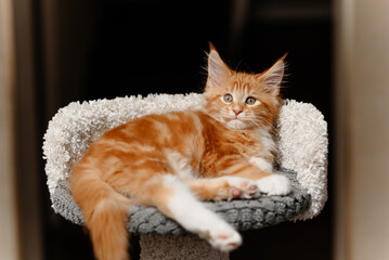ginger Maine-Coon kitten lying on top of cat house at home, red small thoroughbred cat. pet care...
