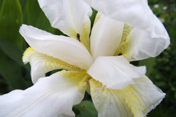 Natura