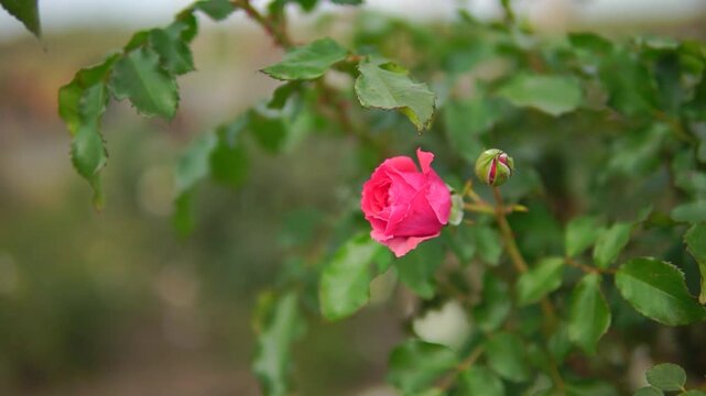 Fresh opened rose flower with tender crimson color at a garden truck shot