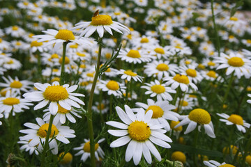 Natura