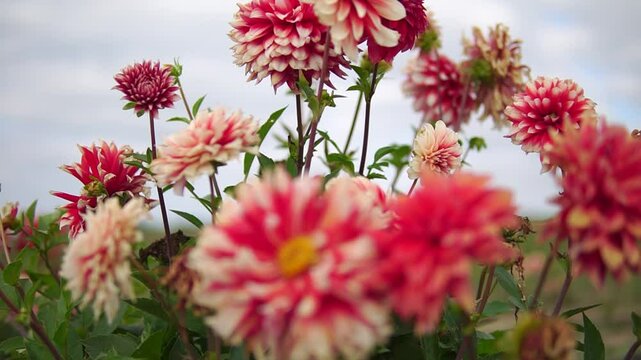 Dahlia flowers blooms in a garden close-up vertical panorama