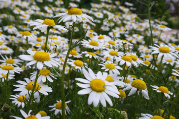 Natura