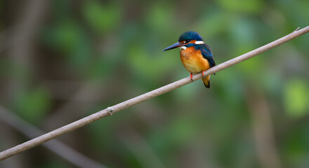 Oriental dwarf kingfisher perched gracefully on a slender branch in natural habitat