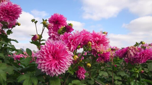 Many dahlia flowers in a garden in the end of a season close-up