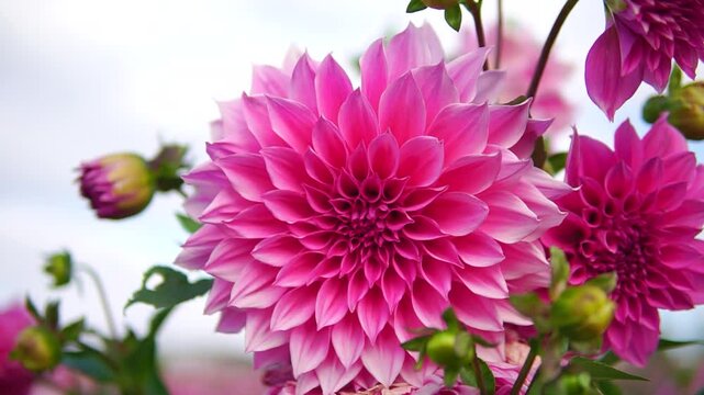 Beautiful pink bud of a blooming dahlia flower close-up in a garden