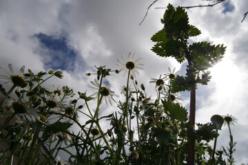 Natura