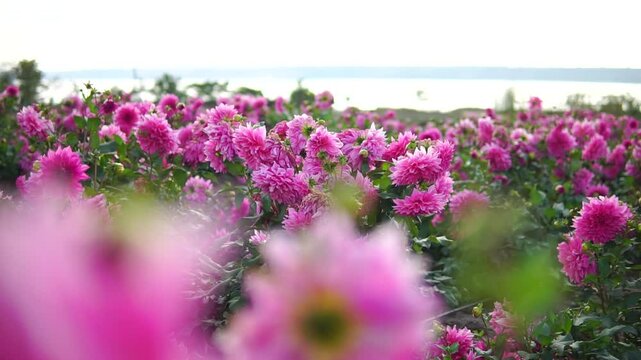 Field of pink blossom dahlia flowers truck shot