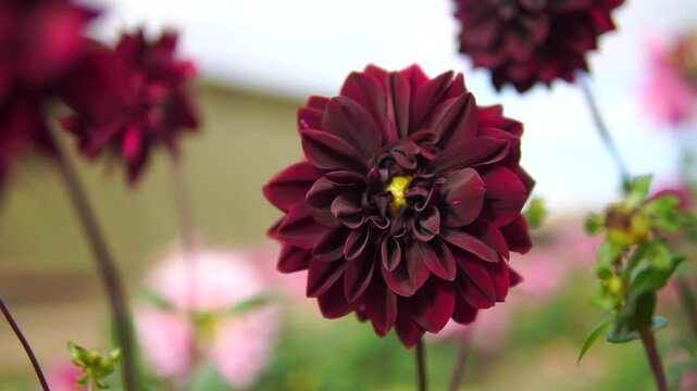 Burgundy dahlia flower close-up in sunny garden