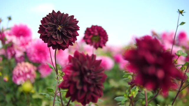 Dark burgundy dahlia flowers close-up in sunny garden sway in a wind