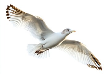 Obraz premium Seagull birds flying white photography waterfowl.