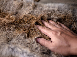 Man hand softly touching Red Brown Animal Wildlife fur hair textured Concept Background.