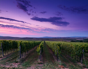 Obraz premium A Romanian vineyard at dusk with rows of grapevines stretching across the horizon under soft purple twilight.