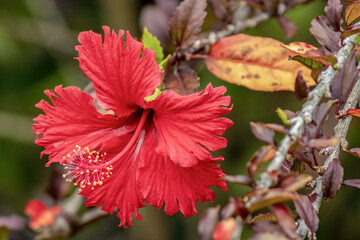 A fully developed red hibiscus flower, illuminated by the morning sun, in a garden near the colonial town of Villa de Leyva in central Colombia.