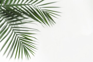 Lush green palm leaves on a soft white background
